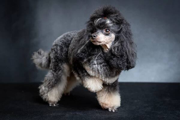Chovatelská stanice pudlů Phantom Poodle - Naše feny