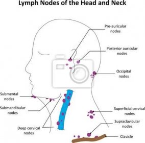 Obraz Mízních uzlin hlavy a krku Označené