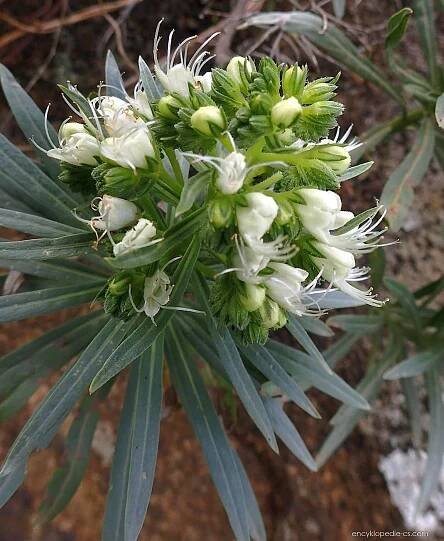 Hadinec obrovský - Echium giganteum