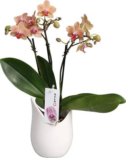 Orchidej motýlokvětá se 3 výhony v bílém keramickém květináči pr. cca 9 cm nakoupit u OBI