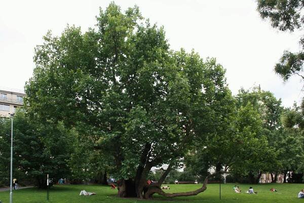 Platan javorolistý na Karlově náměstí