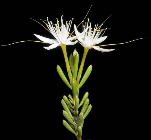 Calytrix praecipua