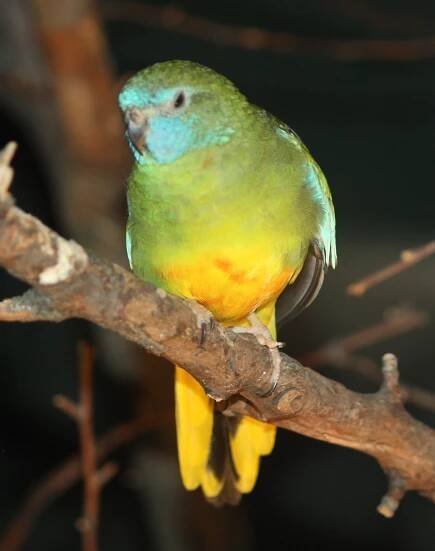 Soubor:Scarlet-chested Parrot 045.jpg – Wikipedie