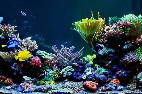 Dream Reef foto 1