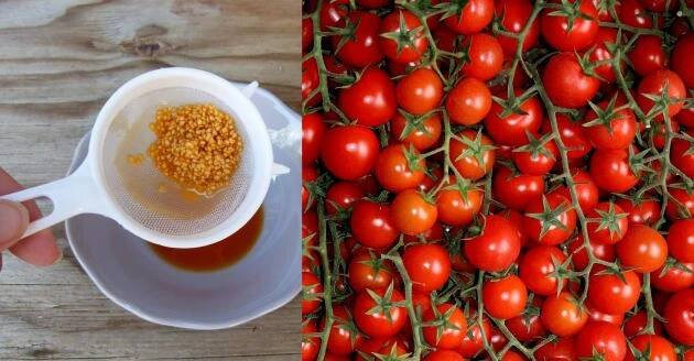 Jak připravit vlastní semena divokých rajčat na příští sezonu