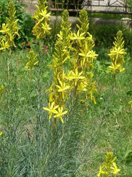 Asfodelína žlutá (Asphodeline lutea)