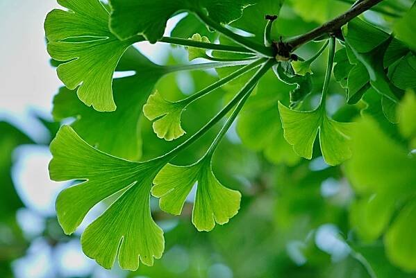 Ginkgo biloba 'Mariken' - jinan dvoujlaločný - letní listy 