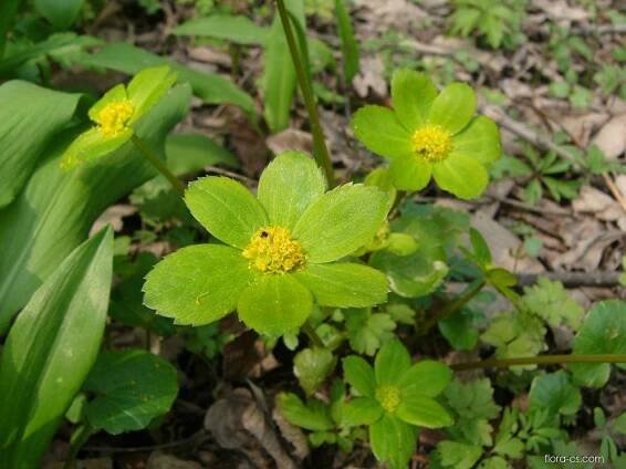 Hvězdnatec zubatý (Hacquetia epipactis)