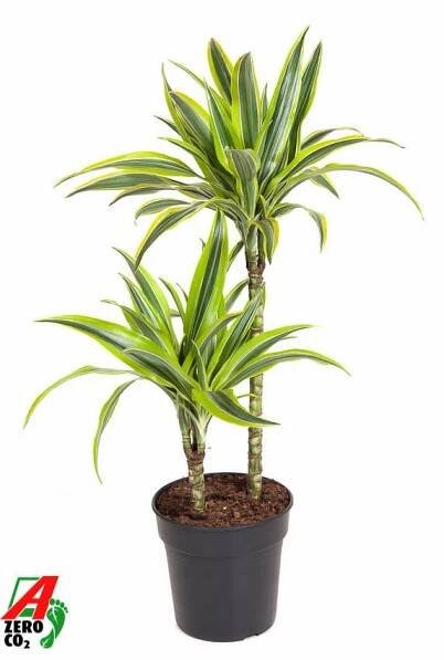 Dracaena fragrans Lemon Lime