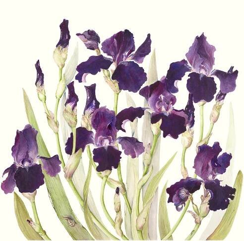 Iris 'Ghost train'
