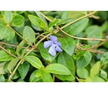 Barvínek menší - Vinca minor Květník o průměru 9 cm