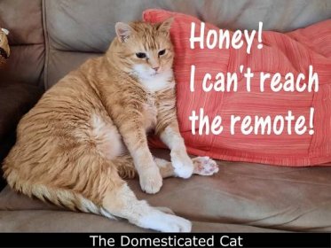 The Domesticated Cat