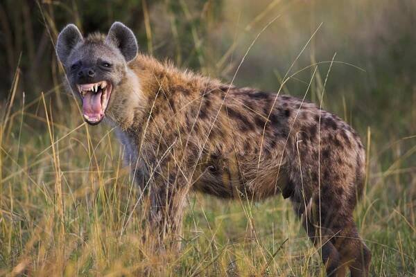 hyena vrčení - hyenovití - stock snímky, obrázky a fotky