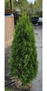 Thuje Smaragd 120-140cm