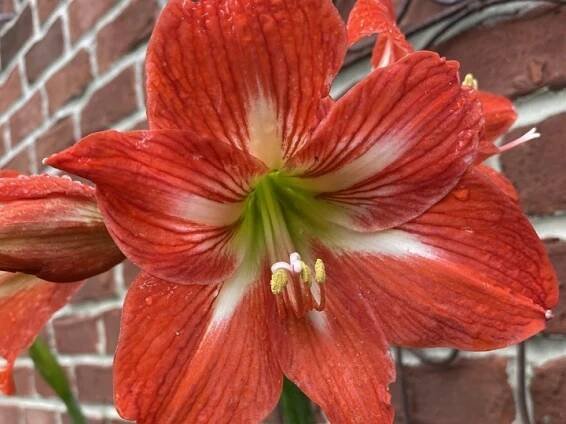 Amarylis 'Minerva' - Hippeastrum 'Minerva'