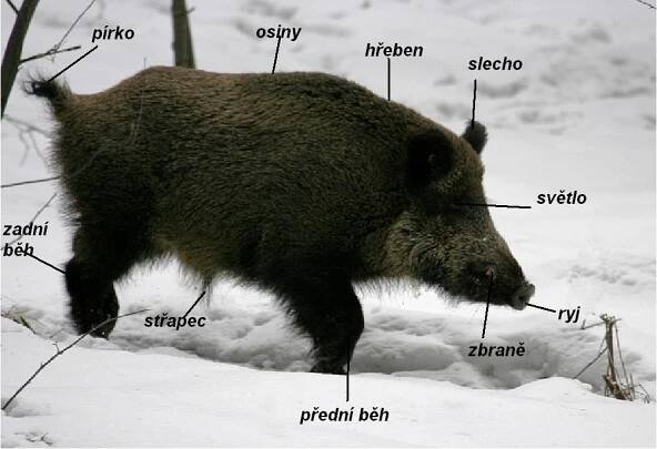 Myslivecká mluva :: Myslivecký spolek České Meziříčí