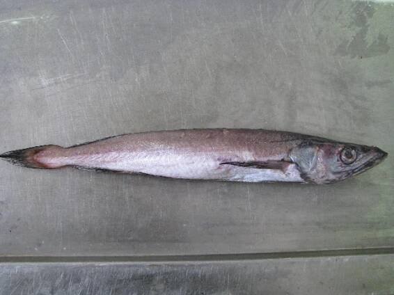 Merluccius capensis - Wikipedia