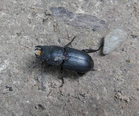 Obrázek - Dorcus parallelipipedus (roháček kozlík) | BioLib.cz