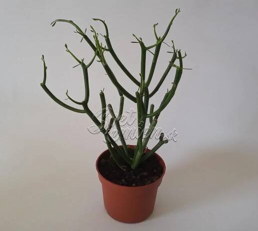 Euphorbia tirucalli