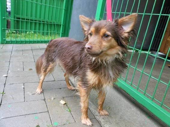 Psi k adopci z útulků, azylů a neziskových organizací