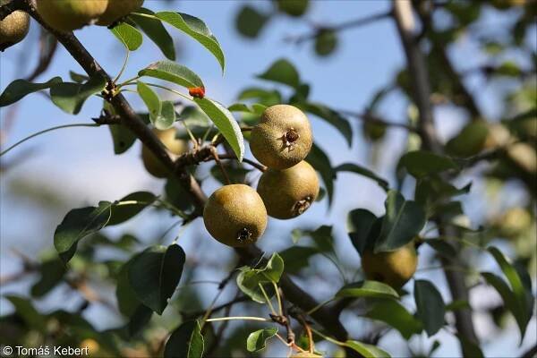 Pyrus pyraster – hrušeň polnička