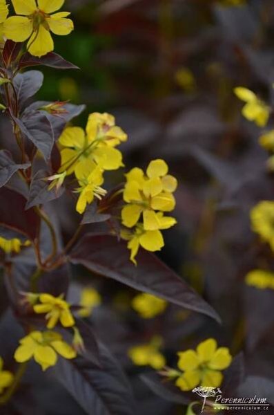Lysimachia ciliata 'Firecracker' | Perenniculum