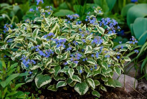foliis variegatis