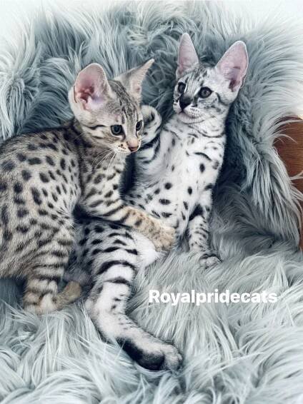 KITTEN BOOKED Savannah F2 Orion – The True Gem of Our Cattery