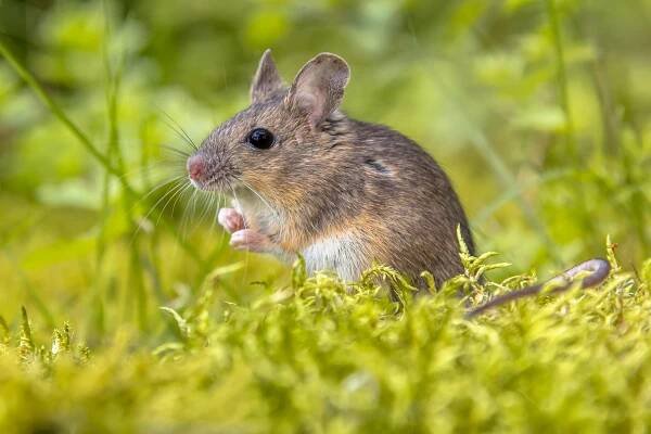 Mammals – Energy Crops Consultancy