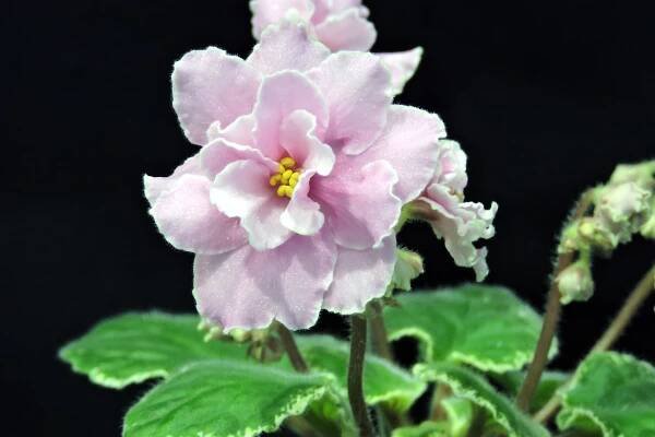 2015 Annual Show & Sale – Heart of Jacksonville African Violet Society