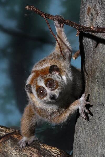 slow loris