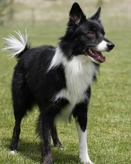 On Target Border Collies - Graphic