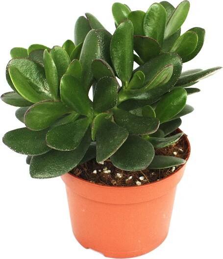 Crassula portulacea - penežní strom - velká rostlina v kvetináci 12 cm