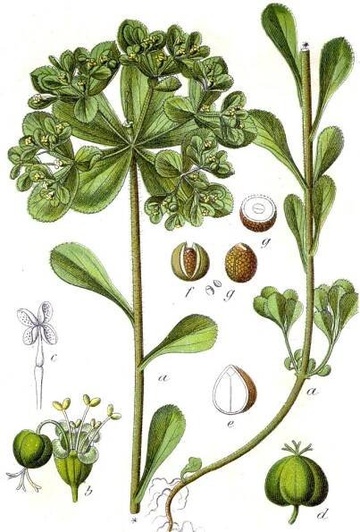 PKR/Euphorbia helioscopia – Wikiverzita