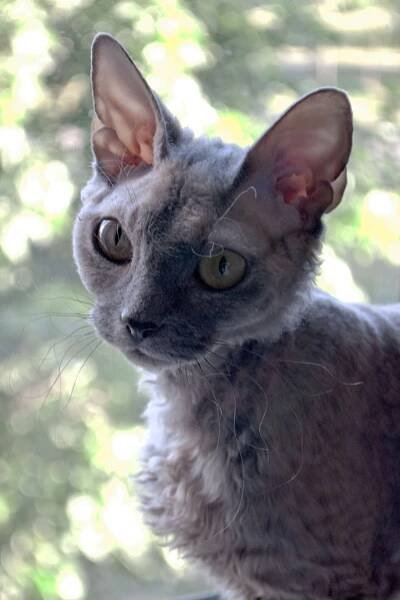 Category:Devon Rex - Wikimedia Commons