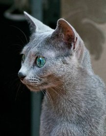 Ruská modrá kočka Odette Blue Diamond Modra neha, CZ, JW