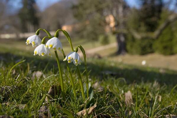 Bledule jarní (Leucojum vernum)