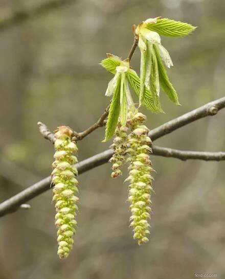 Habr obecný (Carpinus betulus)