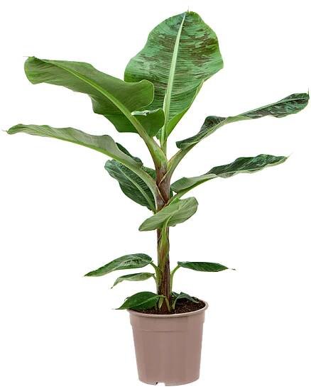Musa 'Dwarf Cavendish', Stam - Kvety VICTOR