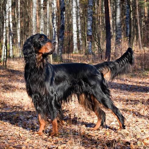 Gordon Setter standing in the forest in the fall. ©annatronova - stock.adobe.com