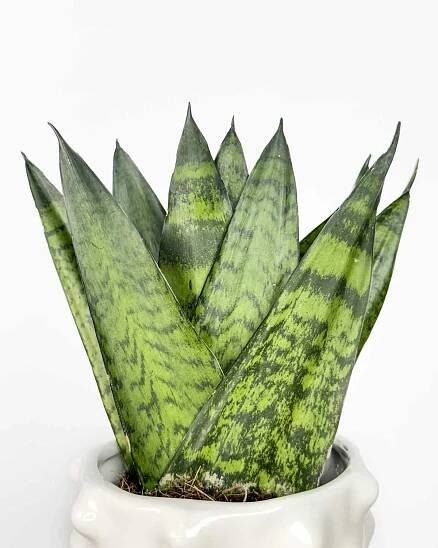 Tchýnin jazyk zeylanica (Sansevieria) (S) 2