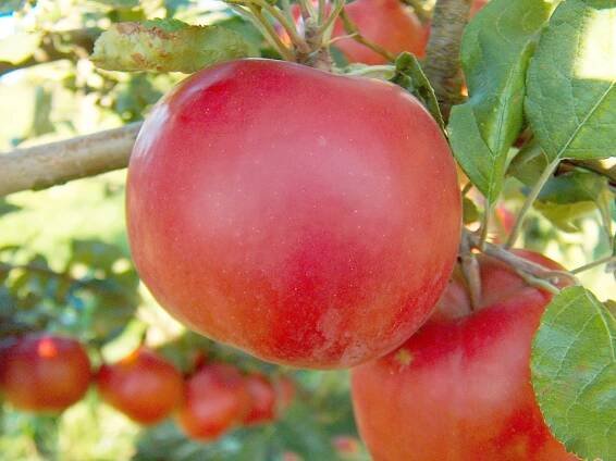 McIntosh (Apfel)