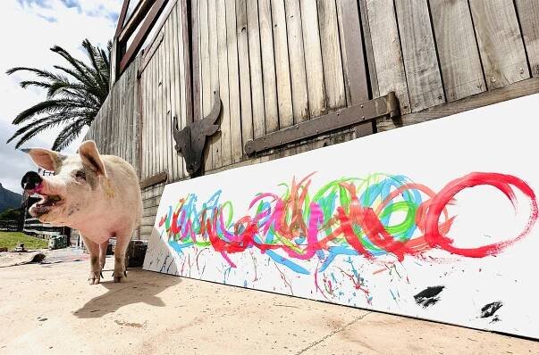 Pigcasso | Gallery