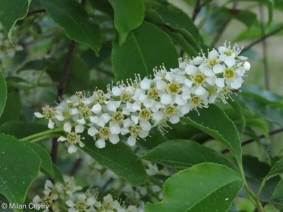 Prunus serotina – střemcha pozdní