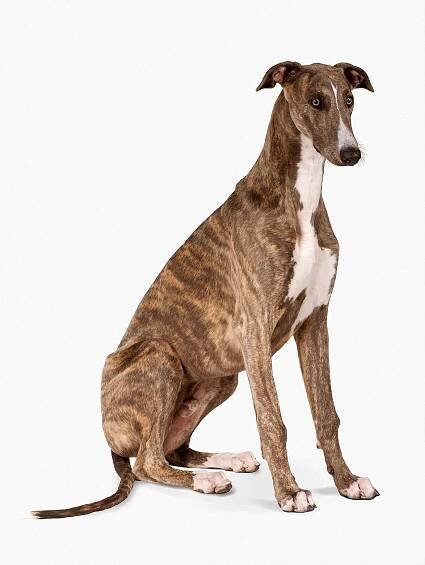 Brindle and white Greyhound, sitting dog