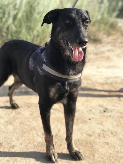 Rufus | Adopt An Animal BARC