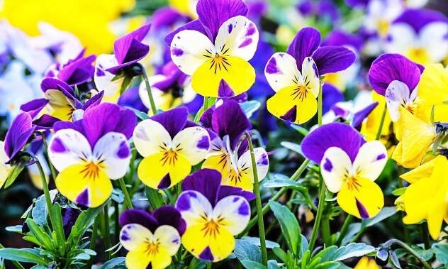 Flowers are picky when choosing their mate for fertilization