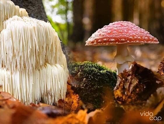 10 Varieties of Medicinal Mushrooms vs. Amanita Muscaria: Exploring Their Unique Benefits