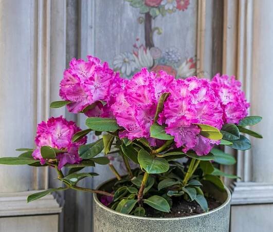 Král stinné zahrady, rododendron - Florenium