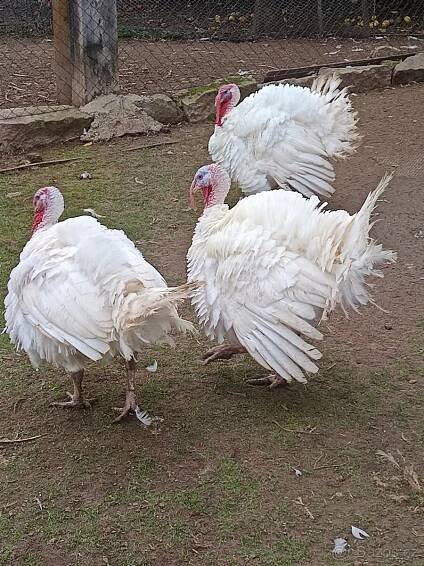 Krocani